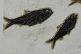Plate of Four Fossil Fish (Diplomystus & Knightia) - Wyoming #349249-2